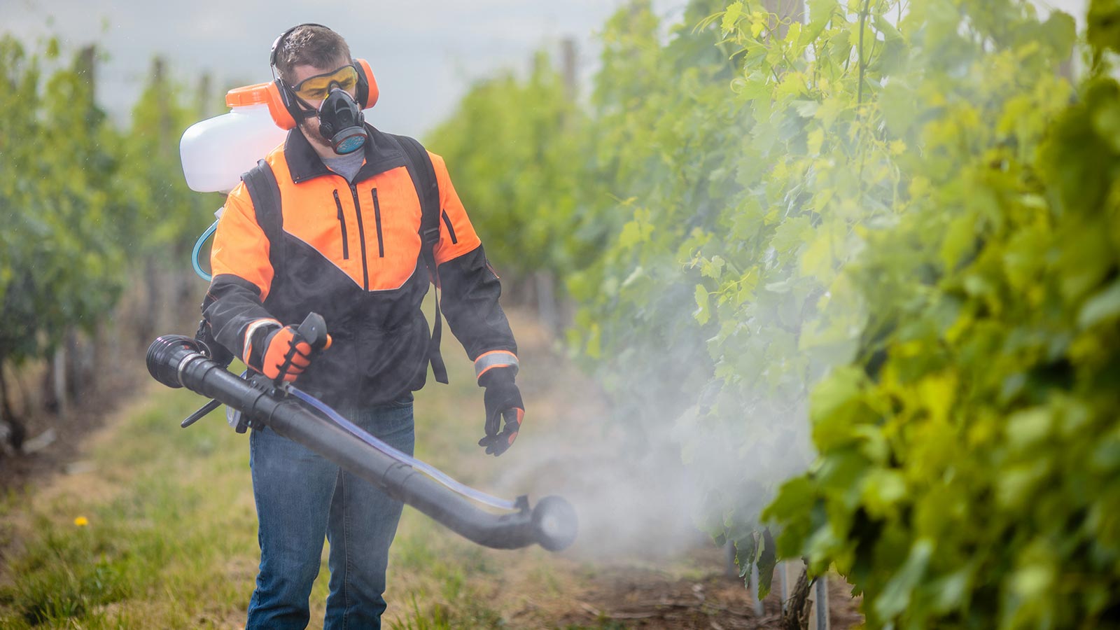 La mayoría de alimentos de Europa no tiene pesticidas